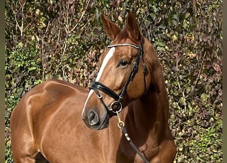 Zangersheide, Castrone, 6 Anni, 171 cm, Sauro