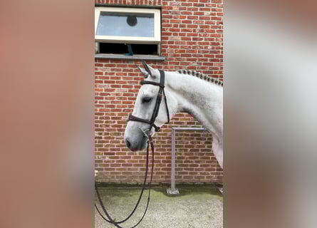 Zangersheide, Castrone, 6 Anni, 172 cm, Grigio