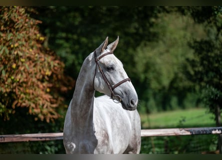 Zangersheide, Castrone, 6 Anni, 172 cm, Grigio