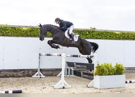 Zangersheide, Castrone, 6 Anni, 173 cm, Morello