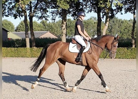 Zangersheide, Castrone, 6 Anni, 174 cm, Baio