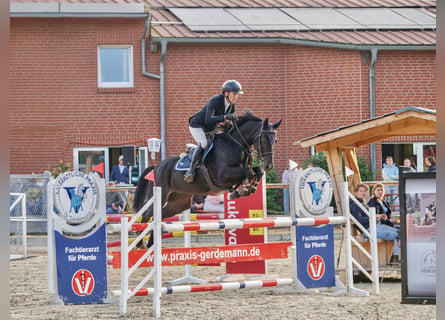 Zangersheide, Castrone, 7 Anni, 160 cm, Baio nero