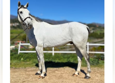 Zangersheide, Castrone, 7 Anni, 163 cm, Grigio