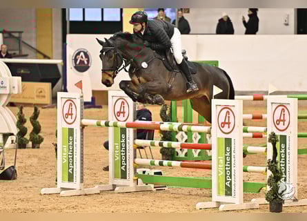 Zangersheide, Castrone, 7 Anni, 169 cm, Baio scuro