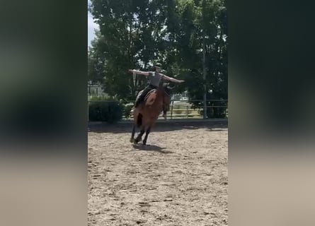 Zangersheide, Castrone, 7 Anni, 170 cm, Baio