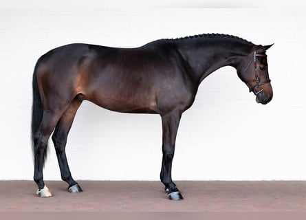 Zangersheide, Castrone, 7 Anni, 170 cm, Baio scuro