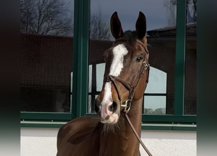 Zangersheide, Castrone, 7 Anni, 173 cm, Baio