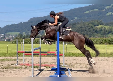 Zangersheide, Castrone, 8 Anni, 167 cm, Morello