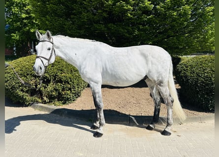 Zangersheide, Castrone, 8 Anni, Grigio
