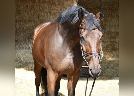Zangersheide, Castrone, 9 Anni, 168 cm, Baio