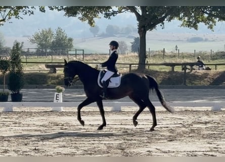 Zangersheide, Castrone, 9 Anni, 175 cm, Morello