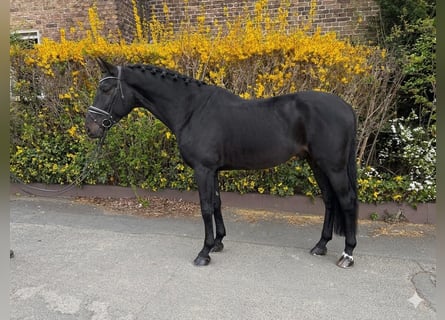 Zangersheide, Castrone, 9 Anni, 177 cm, Morello
