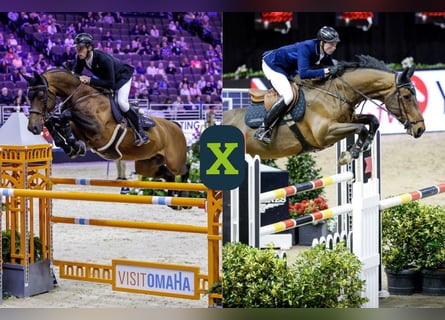 Zangersheide, Desconocido, Embrión