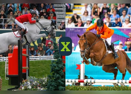 Zangersheide, Onbekend, Embryo