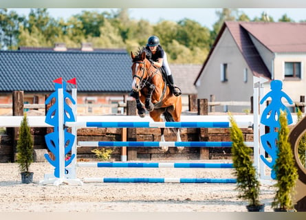 Zangersheide, Giumenta, 10 Anni, 168 cm, Baio