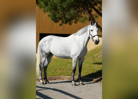 Zangersheide, Giumenta, 11 Anni, 167 cm, Grigio