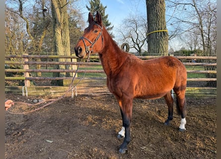 Zangersheide, Giumenta, 12 Anni, 167 cm, Baio