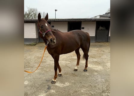 Zangersheide, Giumenta, 13 Anni, Sauro scuro