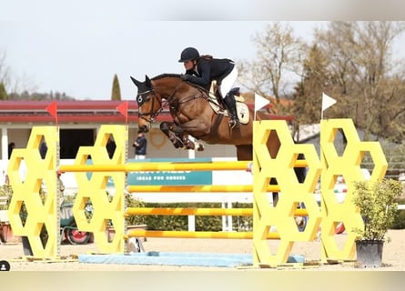 Zangersheide, Giumenta, 14 Anni, Baio ciliegia
