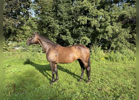 Zangersheide, Giumenta, 16 Anni, 172 cm, Baio scuro