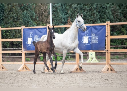 Zangersheide, Giumenta, 18 Anni, 167 cm, Grigio