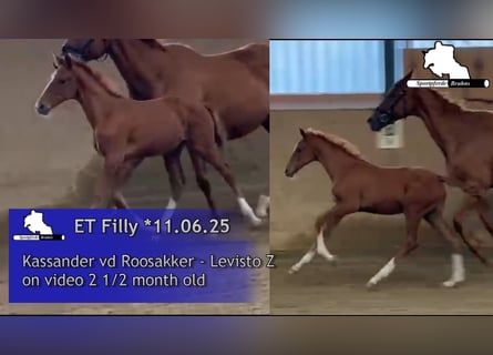 Zangersheide, Giumenta, 1 Anno, 168 cm, Grigio