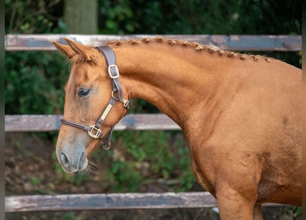 Zangersheide, Giumenta, 2 Anni, 157 cm, Sauro