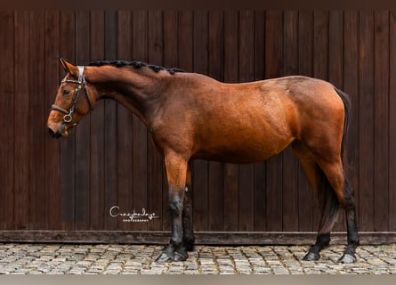 Zangersheide, Giumenta, 2 Anni, 162 cm, Baio
