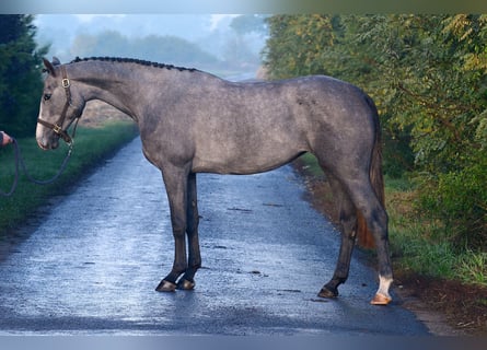 Zangersheide, Giumenta, 2 Anni, 162 cm, Grigio