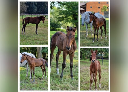 Zangersheide, Giumenta, 2 Anni, 165 cm, Baio