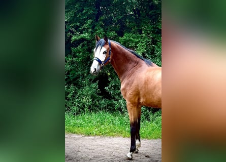 Zangersheide, Giumenta, 2 Anni, 166 cm, Baio