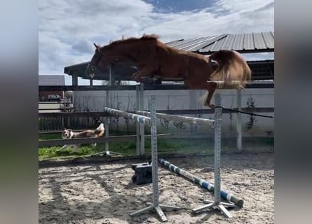 Zangersheide, Giumenta, 3 Anni, 160 cm, Sauro