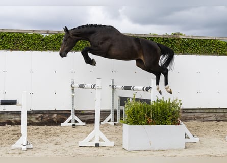 Zangersheide, Giumenta, 3 Anni, 165 cm, Baio scuro