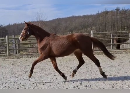 Zangersheide, Giumenta, 3 Anni, 170 cm, Sauro