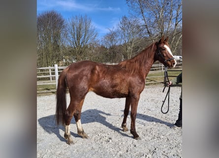 Zangersheide, Giumenta, 3 Anni, 170 cm, Sauro