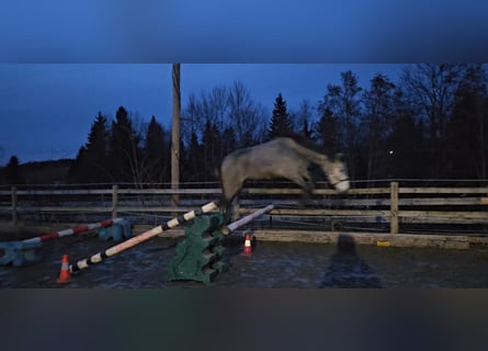 Zangersheide, Giumenta, 3 Anni, Grigio pezzato