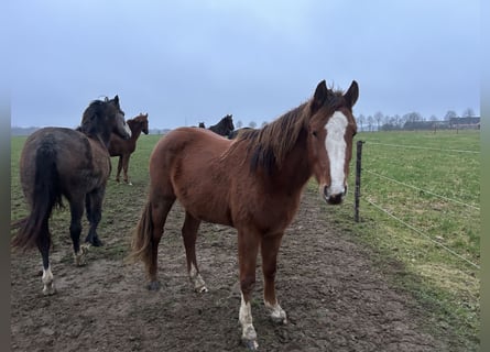 Zangersheide, Giumenta, 3 Anni, Sauro