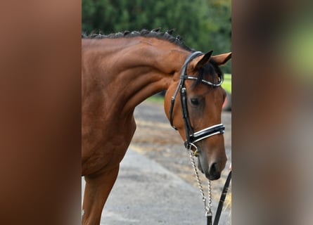 Zangersheide, Giumenta, 4 Anni, 158 cm, Baio