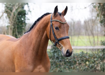 Zangersheide, Giumenta, 4 Anni, 161 cm