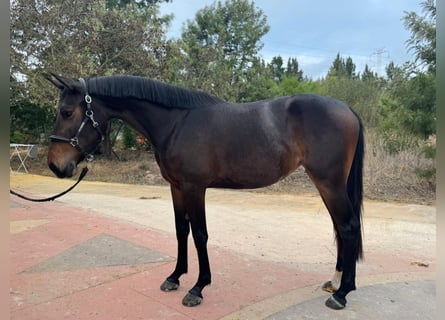 Zangersheide, Giumenta, 4 Anni, 162 cm, Baio