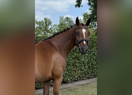 Zangersheide, Giumenta, 4 Anni, 163 cm, Baio
