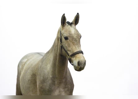 Zangersheide, Giumenta, 4 Anni, 163 cm, Grigio