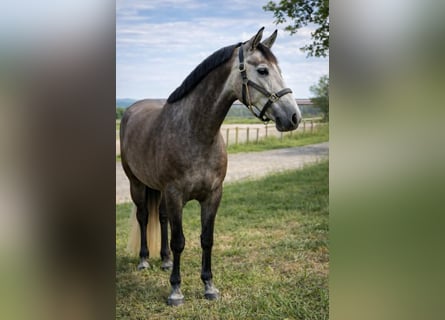Zangersheide, Giumenta, 4 Anni, 164 cm, Grigio pezzato