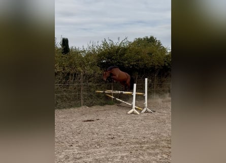 Zangersheide, Giumenta, 4 Anni, 166 cm, Baio