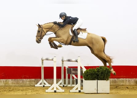 Zangersheide, Giumenta, 4 Anni, 168 cm