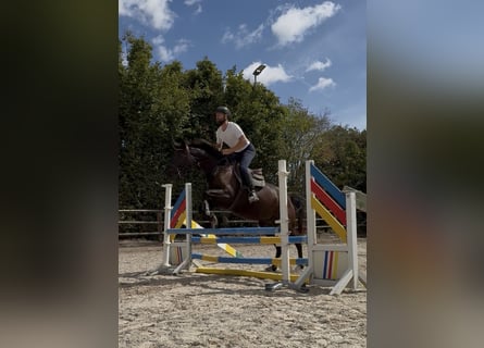 Zangersheide, Giumenta, 4 Anni, 168 cm, Morello
