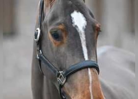 Zangersheide, Giumenta, 4 Anni, 173 cm, Baio ciliegia