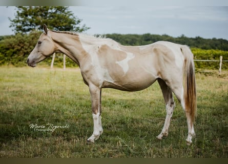 Zangersheide, Giumenta, 5 Anni, 155 cm, Champagne