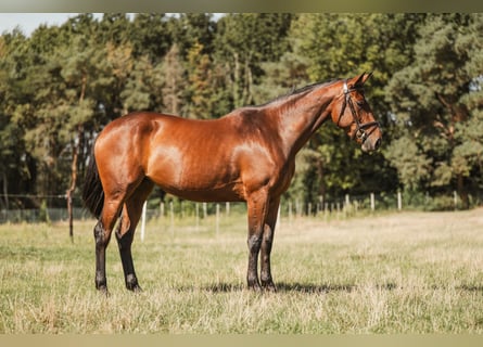 Zangersheide, Giumenta, 5 Anni, 160 cm, Baio