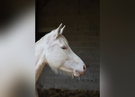 Zangersheide, Giumenta, 5 Anni, 160 cm, Champagne